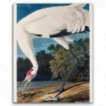 Crane John James Audubon